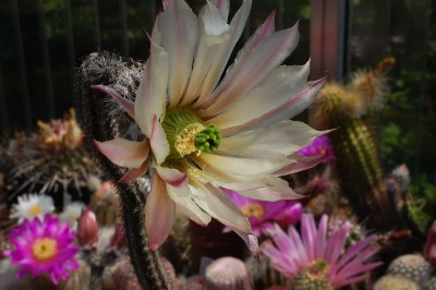 Echinocereus tamaulipensis, LaRoja 2013 Mai30-6.jpg