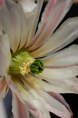 Echinocereus tamaulipensis, LaRoja 2013 Mai30-2.jpg