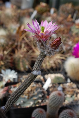 Echinocereus poselgeri (Wilcoxia poselgeri) 2013 Mai27.jpg