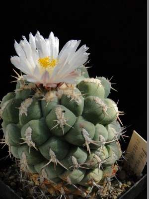 Thelocactus rinconensis 2011 Mai12.jpg