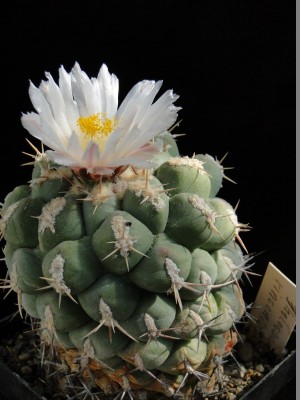 Thelocactus rinconensis 2011 Mai12.jpg