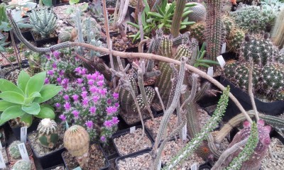 20130601_165106.jpg (192.87 KiB) 14884 mal betrachtet Pflanze "schlängelt" sich quer über den Tisch