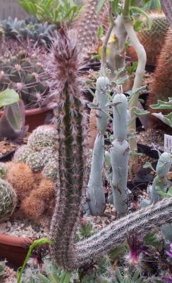 20130601_165126.jpg (152.5 KiB) 14884 mal betrachtet endständige Knospe, etwas unscharf