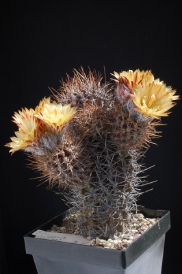 Eriosyce heinrichiana (ähnlich nigriscoparia exHH) 2013 Juno03-2.jpg