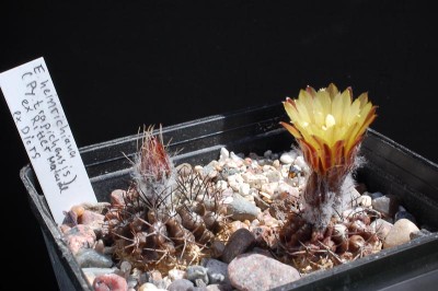Eriosyce heinrichiana (Py. trapichensis) 2013 Juno03-1.jpg