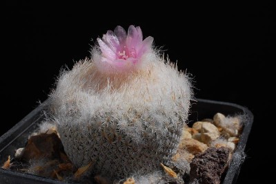 Epithelantha chihuahuaensis 2013 Juno03-2.jpg