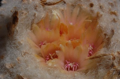 Epithelantha pachyrhiza 2013 Juno03-4.jpg