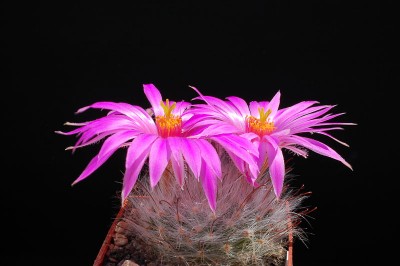 Mammillaria guelzowiana 2013 Juno03.jpg