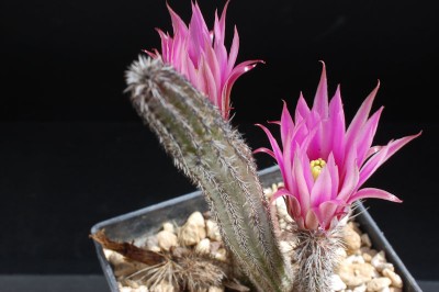 Echinocereus (Wilcoxia) tamaulipensis 2013 Juno04-3.jpg