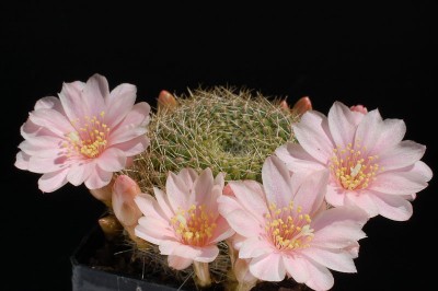 Rebutia kariusiana 2013 Juno06-2.jpg