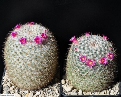 Mammillaria und Thelos 106.JPG