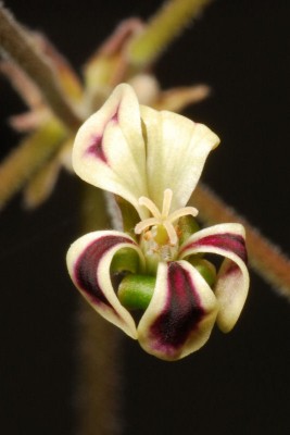 Pelargonium pulverulentum 03.JPG