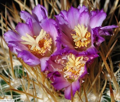 echinofossulo5.JPG