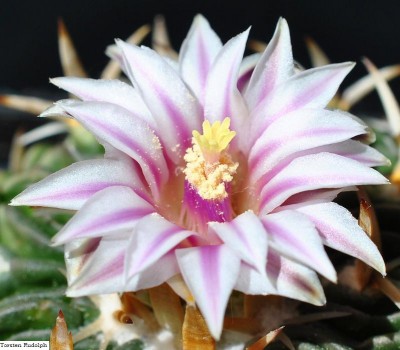 Echinofossulo1 (2).JPG