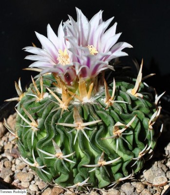 Echinofossulo. kellerianus