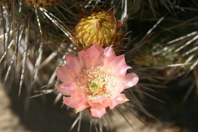 Miqueliopuntia (1).JPG