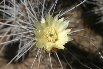 Miqueliopuntia (2).JPG