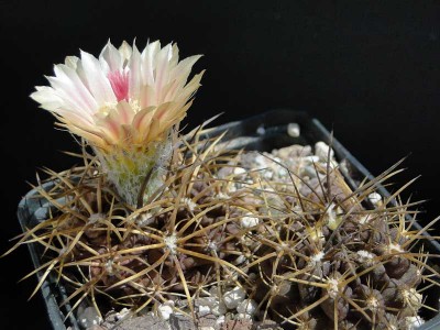Eriosyce crispa v. huascensis (Py. huascensis exHTH) 2013 Juno11-1.jpg