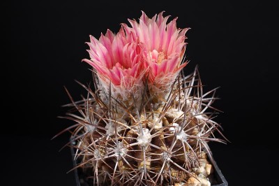 Eriosyce crispa ssp. atroviridis FK105 2013 Juno09-3.jpg