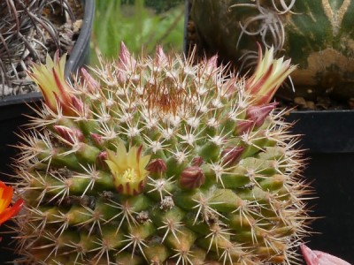 Mammillaria_31.jpg