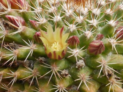 Mammillaria_32.jpg