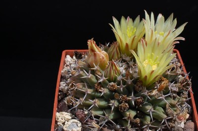 Mammillaria peninnsularis, Cabo San Lucas 2013 Juno04-2.jpg