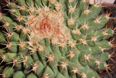 Thelocactus 02.jpg