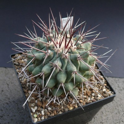 095 P1110166 Thelocactus nidulans in Kultur.jpg