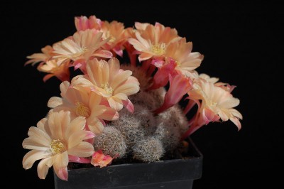 Rebutia hybrid Jacky 2013 Juno18-1.jpg