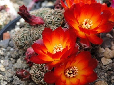 Sulcorebutia caniguerali exHPT 2012 Mai23-1.jpg