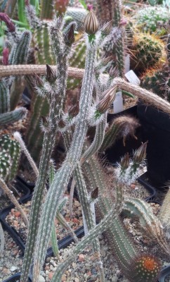 20130620_094214.jpg (285.46 KiB) 12580 mal betrachtet E. leucanthus