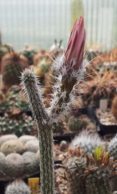 20130620_094248.jpg (108.39 KiB) 12580 mal betrachtet E. poselgeri