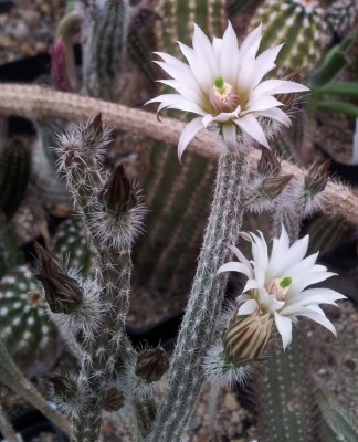 E. leucanthus