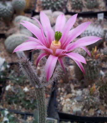 20130620_173220.jpg (106.05 KiB) 12580 mal betrachtet E. poselgeri