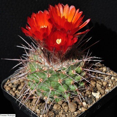 P. uhligiana 8.JPG