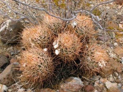 IMG_2826.jpeg (212.65 KiB) 10775 mal betrachtet Ecac polycephalus bei Trona, CA