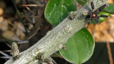 IMG_0462.jpeg (81.53 KiB) 16050 mal betrachtet Rhytidocaulon macrolobum