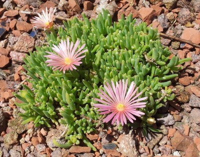 20130701_121558.jpg (208.35 KiB) 23949 mal betrachtet Delosperma 'Kelaidis'