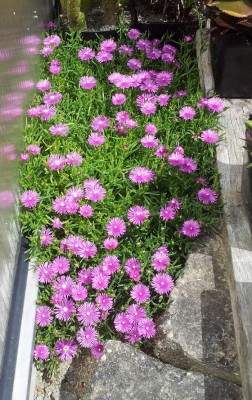 20130701_121726.jpg (262.51 KiB) 23949 mal betrachtet steht bei mir hinter dem Gewächshaus ausgepflanzt, ohne jeden Regenschutz seit Jahren; D. cooperi