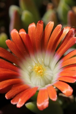 Delosperma dyeri 'Red Mountain' 01.JPG