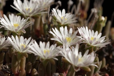 Delosperma karooensis 'Graaf Reinet' 02.JPG