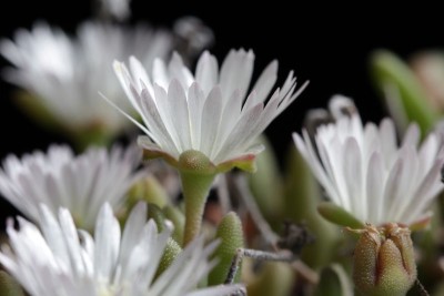 Delosperma karooensis 'Graaf Reinet' 03.JPG