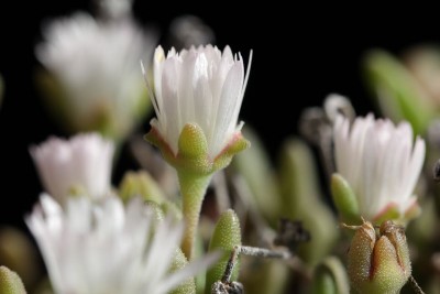 Delosperma karooensis 'Graaf Reinet' 04.JPG