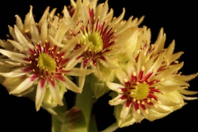 Sempervivum wulfenii 01.JPG