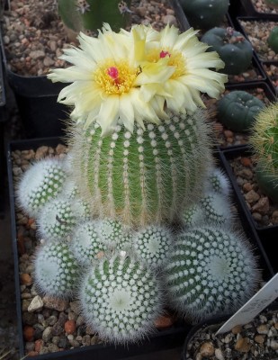 20130708_163124.jpg (185.93 KiB) 18951 mal betrachtet Notocactus scopa subsp. marchesii DV73d