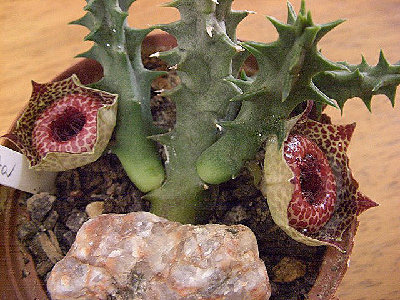 Huernia reticulata I.jpg