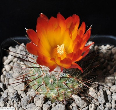 P. faustiana.JPG