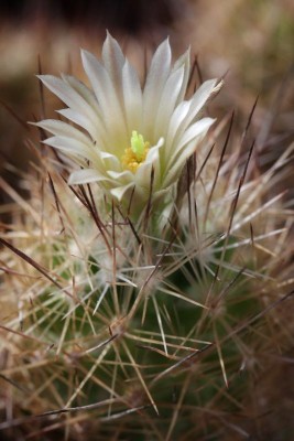 Escobaria dasyacantha 02.JPG