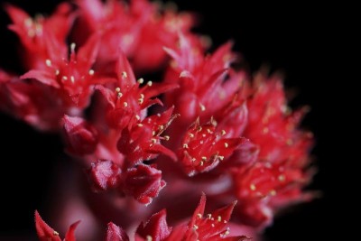 Sedum sempervivoides 03.JPG