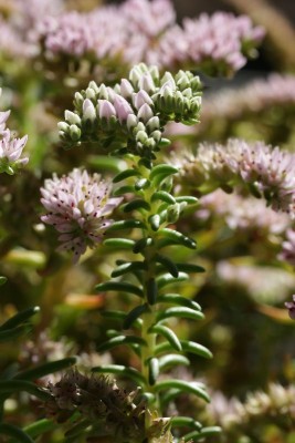 Sedum pulchellum 01.JPG